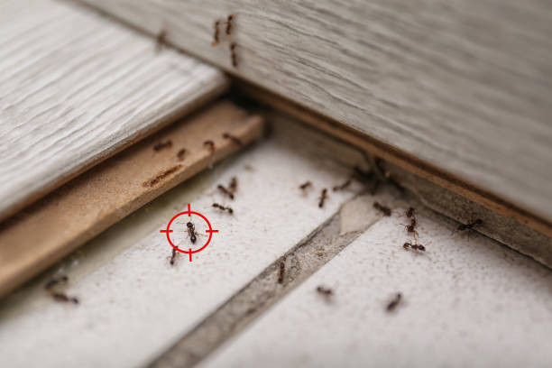 Best Bed Bug Extermination  in Newport, SC