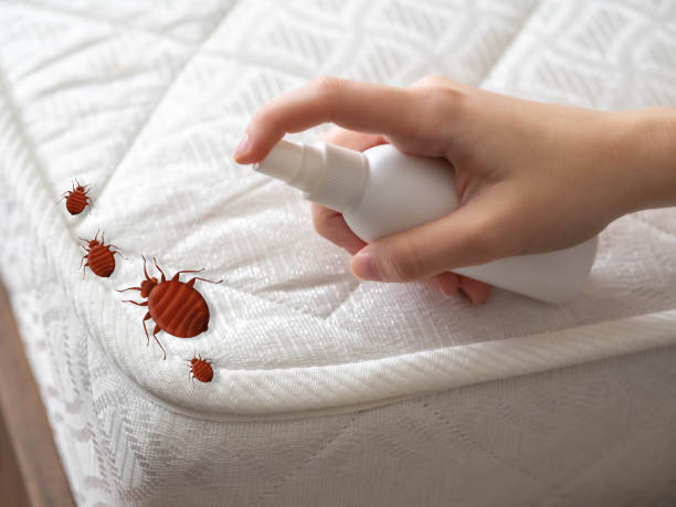 Best Bed Bug Extermination  in Newport, SC