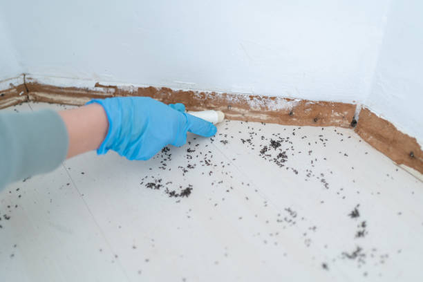 Best Local Pest Control Services  in Newport, SC
